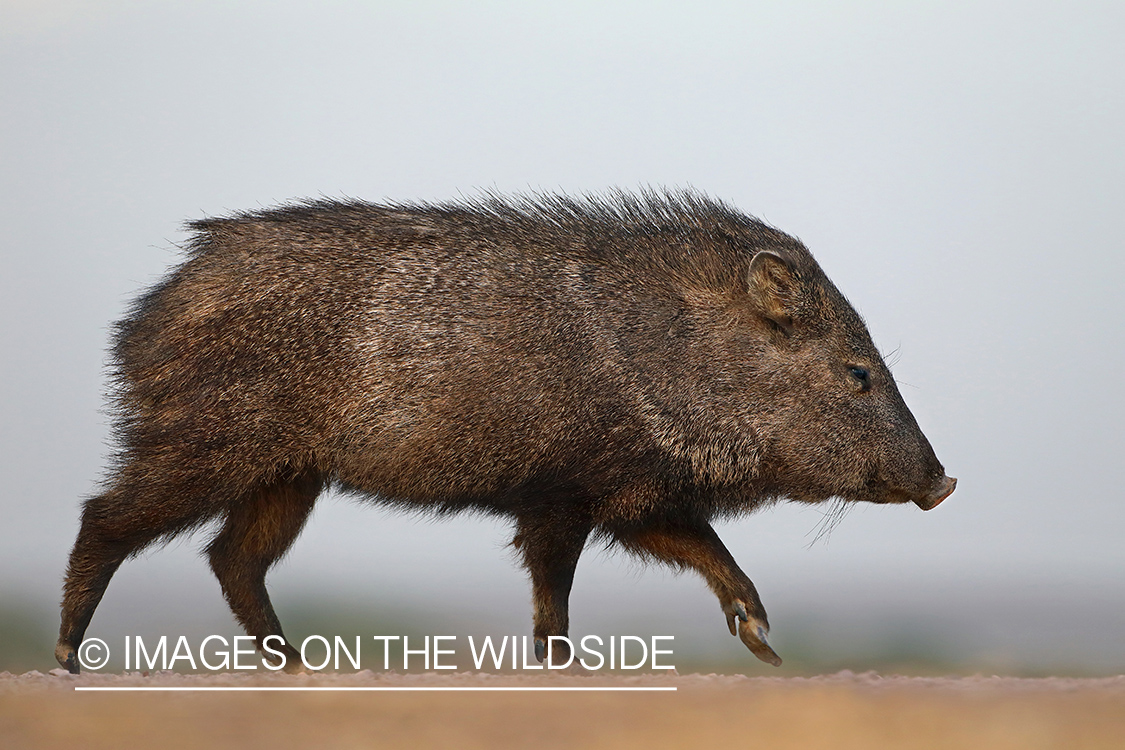 Javelina in habitat.