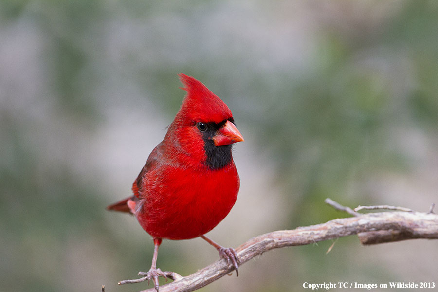 Cardinal in habitat.