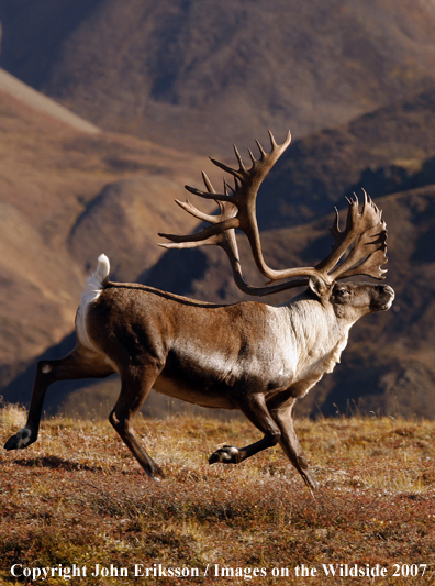 Barren Ground Caribou running 