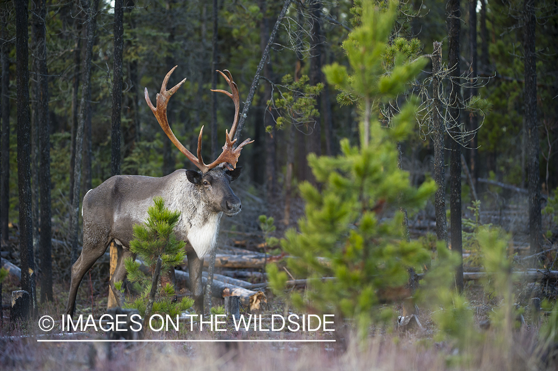 Woodland Caribou in woods.