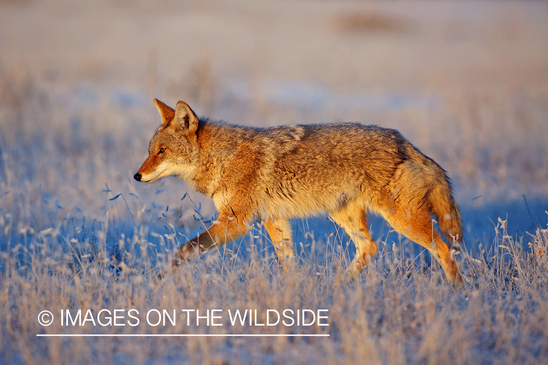 Coyote in habitat.