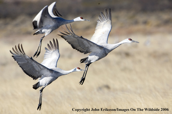 Sandhill cranes in flight.