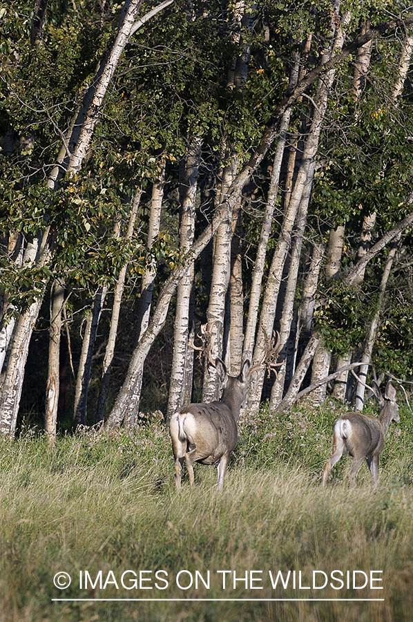 Mule deer in habitat.