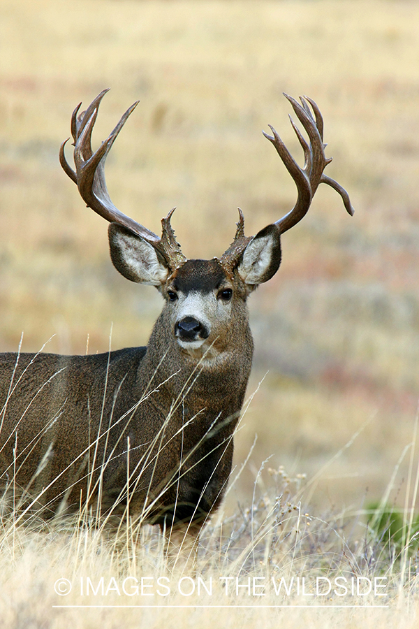 Mule deer buck in habitat. 