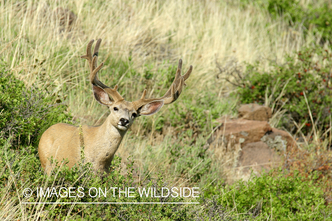 Mule deer buck in habitat. 