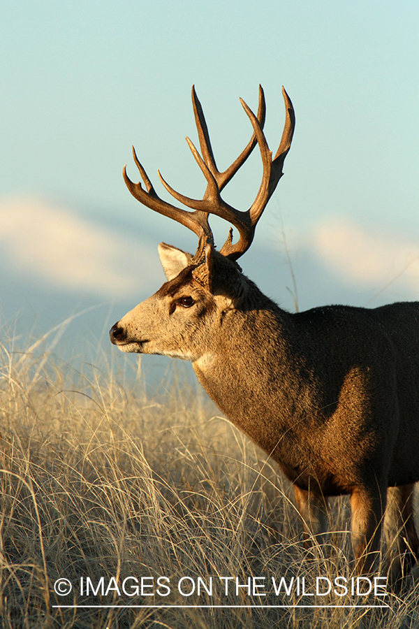 Mule deer buck in habitat. 