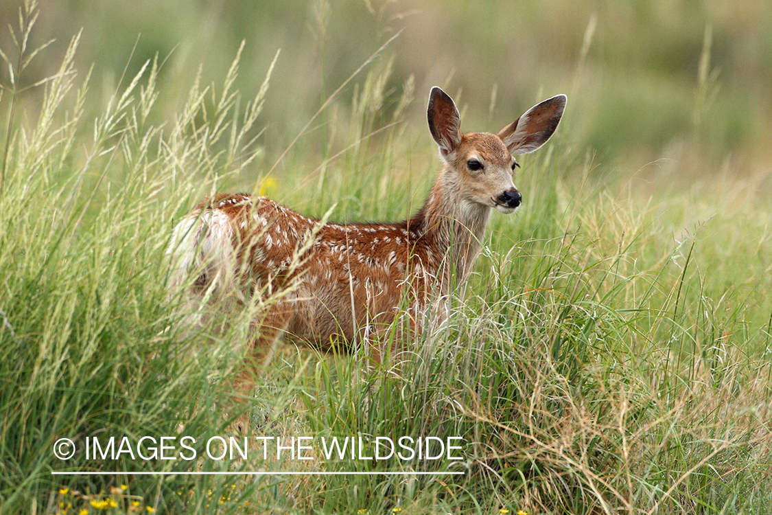 Mule deer fawn in habitat.