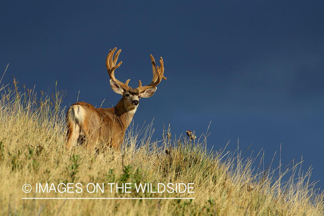 Mule deer buck in velvet.