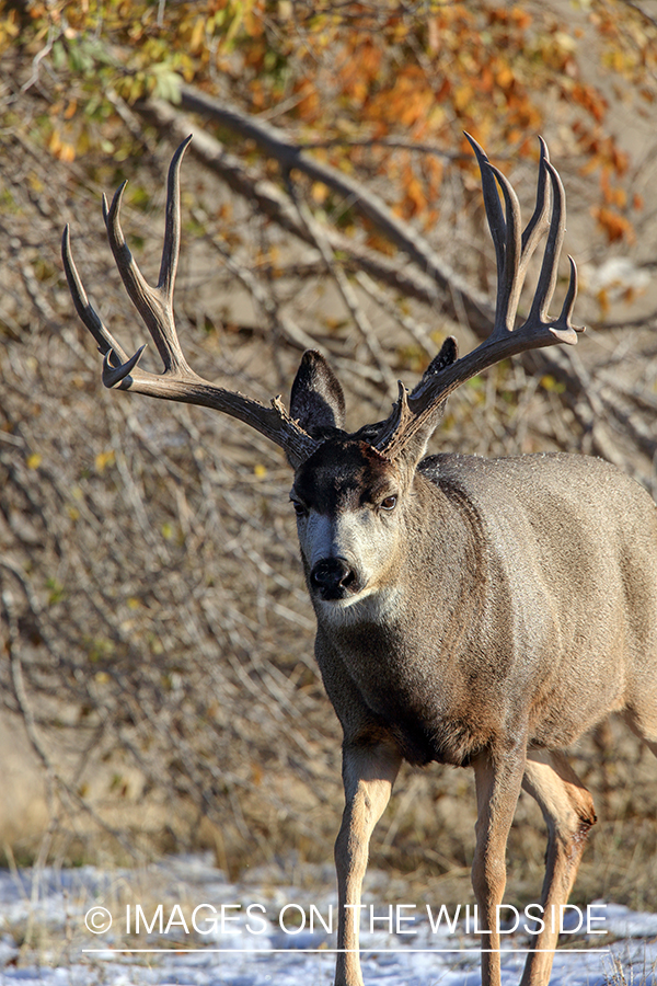 White-tailed buck in field in late fall.