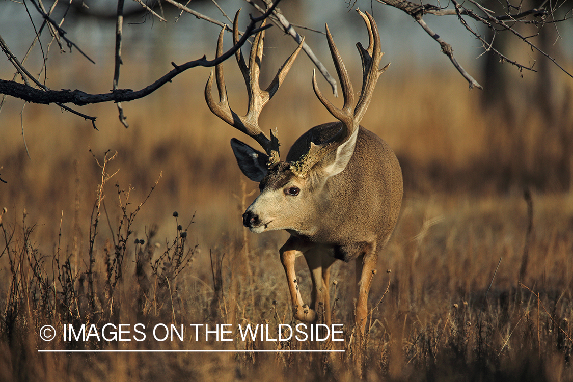 Mule deer buck in rut.