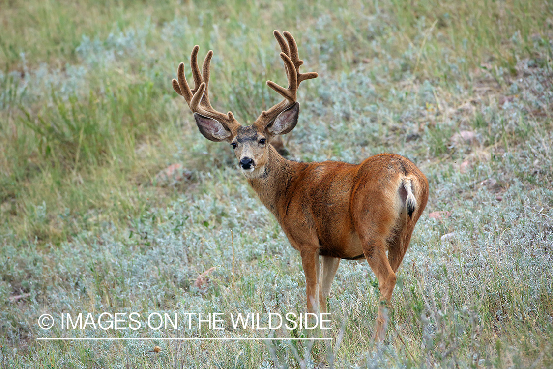 Mule buck in Velvet.