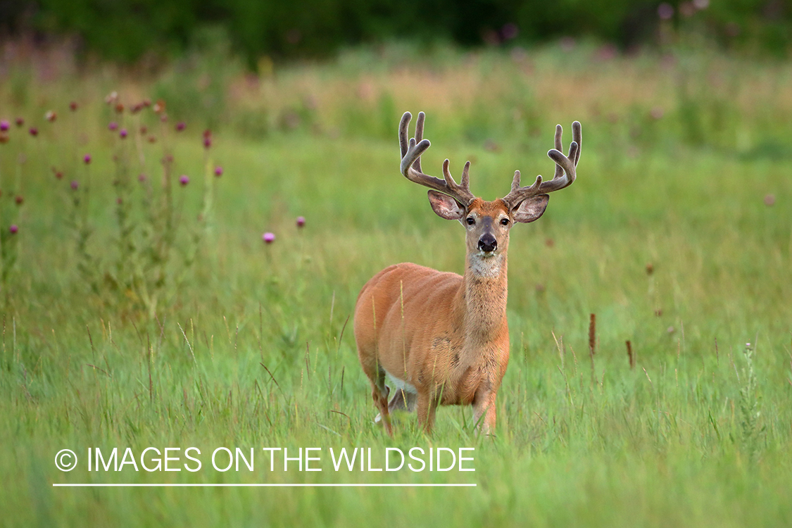 White-tailed Buck in Velvet.