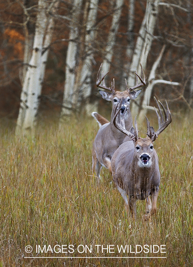 Whitetailed deer in habitat.