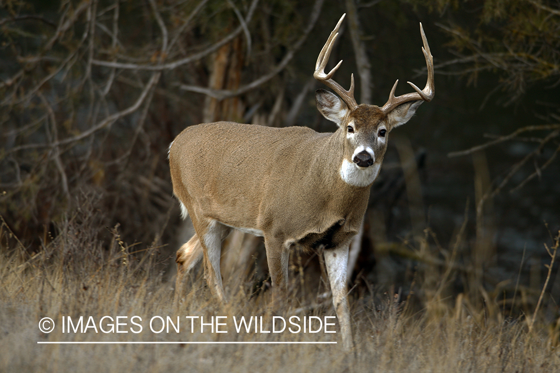 Whitetail Buck