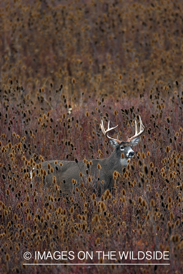 Whitetail Buck in Field