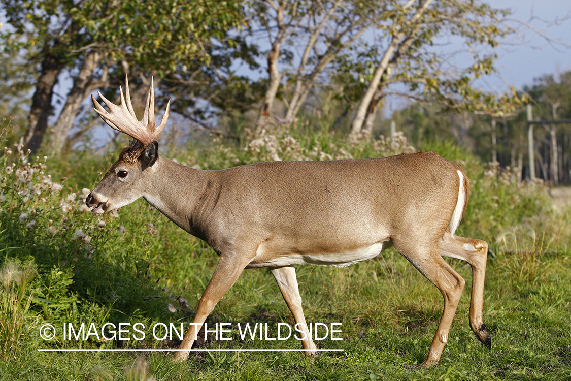 Whitetail buck in habitat