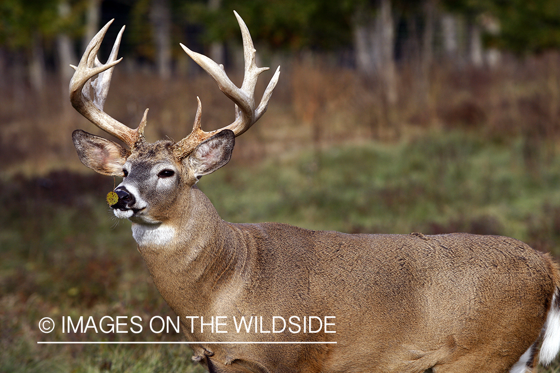 Whitetail buck with leaf on his nose.