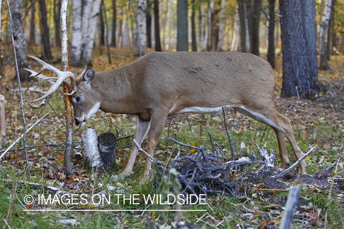 Whitetail buck rubbing antlers on tree