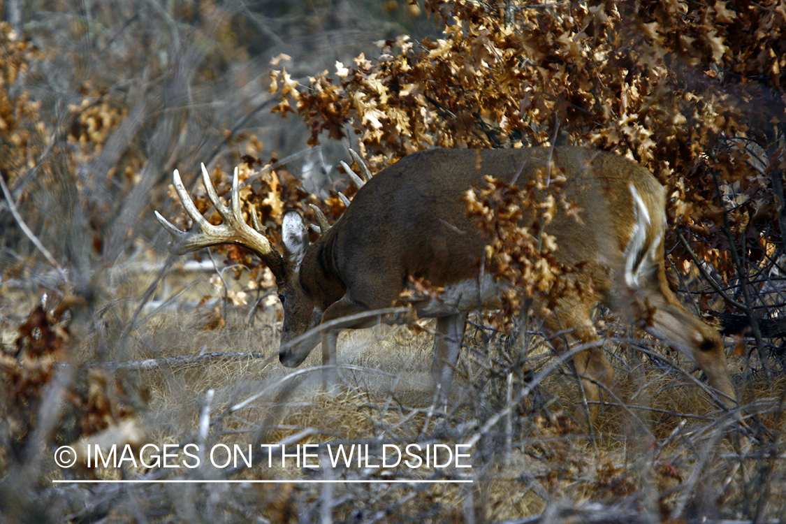 Whitetail buck in habitat.