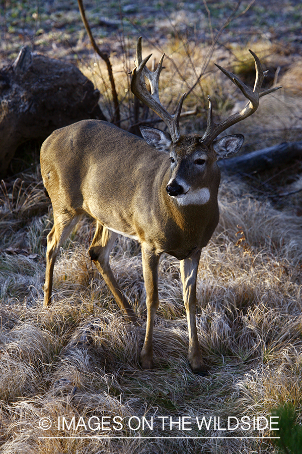 Whitetail buck in habitat.