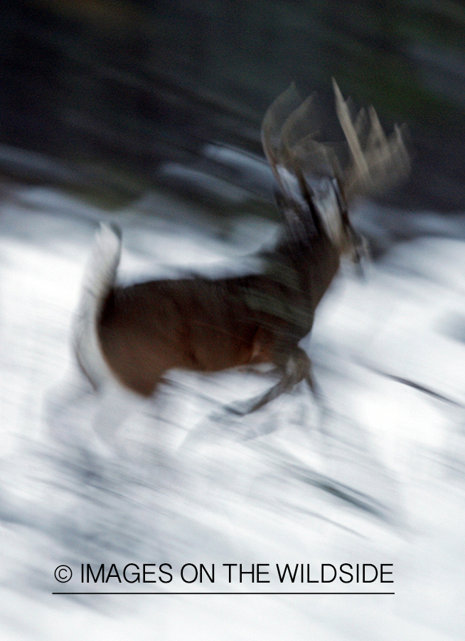 White-tailed buck in habitat.