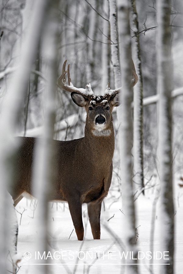 White-tailed buck in habitat.