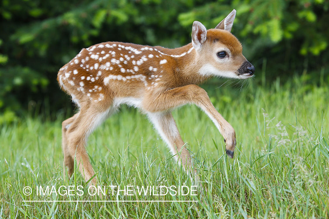 White-tailed Deer Fawns