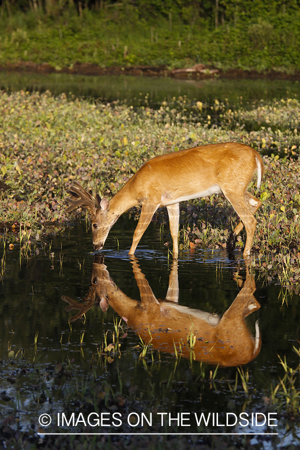 Whie-tailed deer apple creek