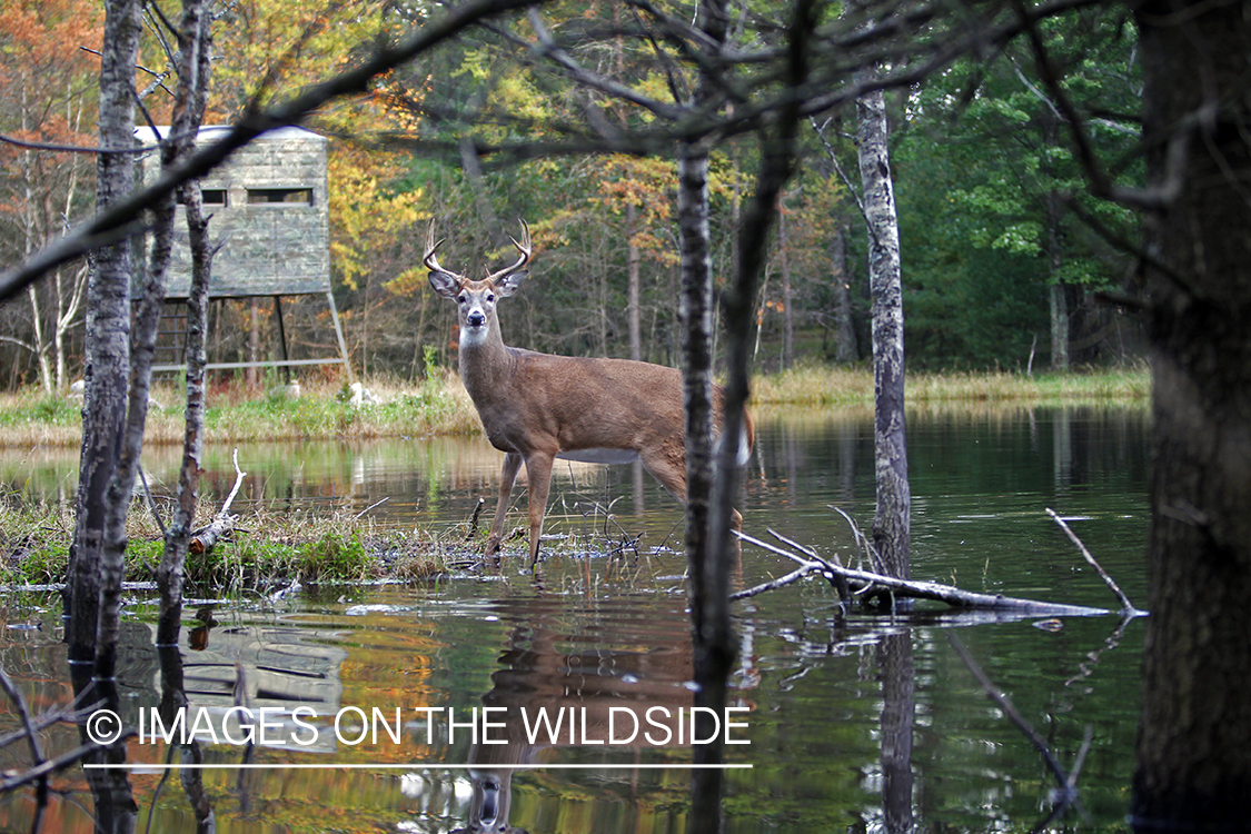 White-tailed buck in habitat