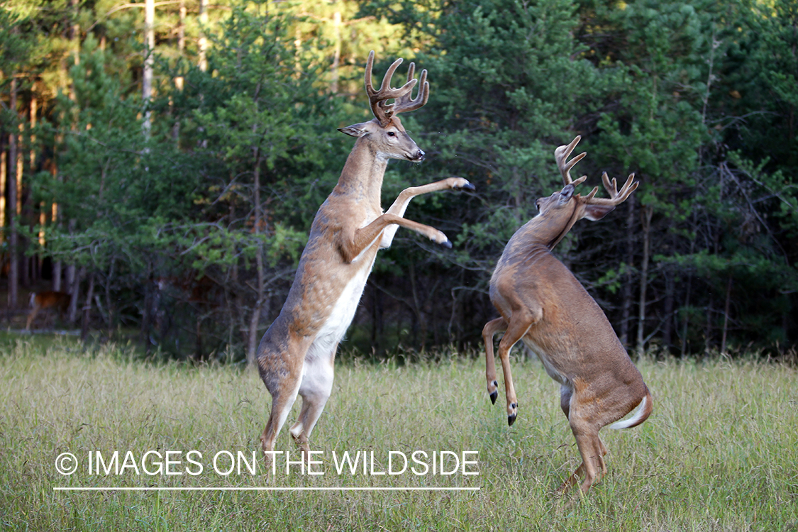 White-tailed bucks fighting