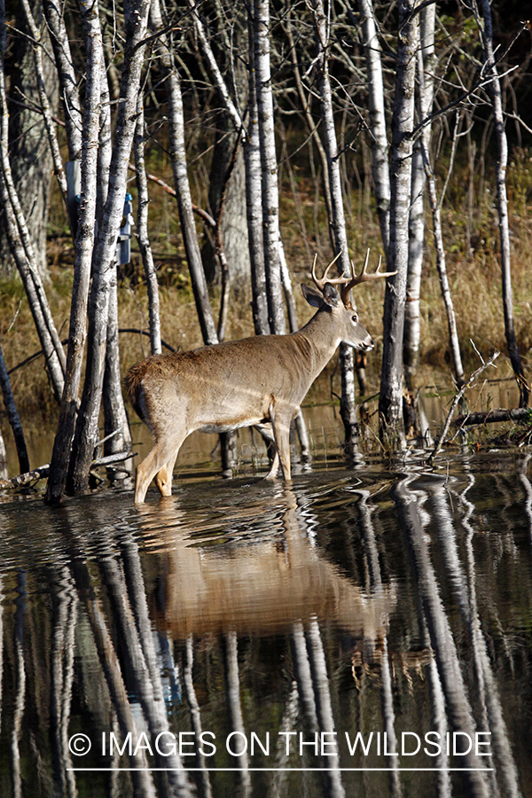 White-tailed buck in habitat. *