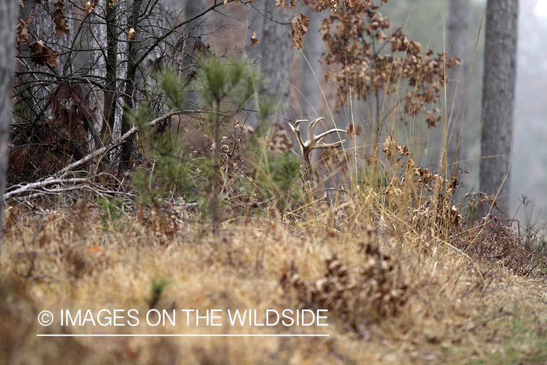 White-tailed buck bedded - horn only showing. 