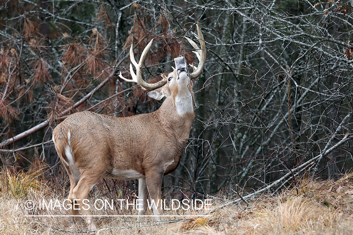 White-tailed deer investigating scent lure. 