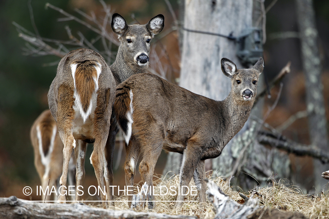 White-tailed doe with young in habitat. *