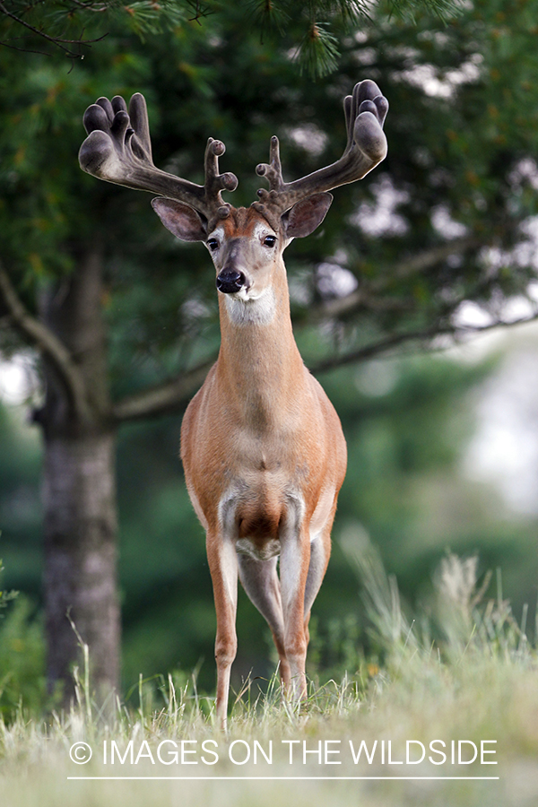 White-tailed buck in summer habitat *