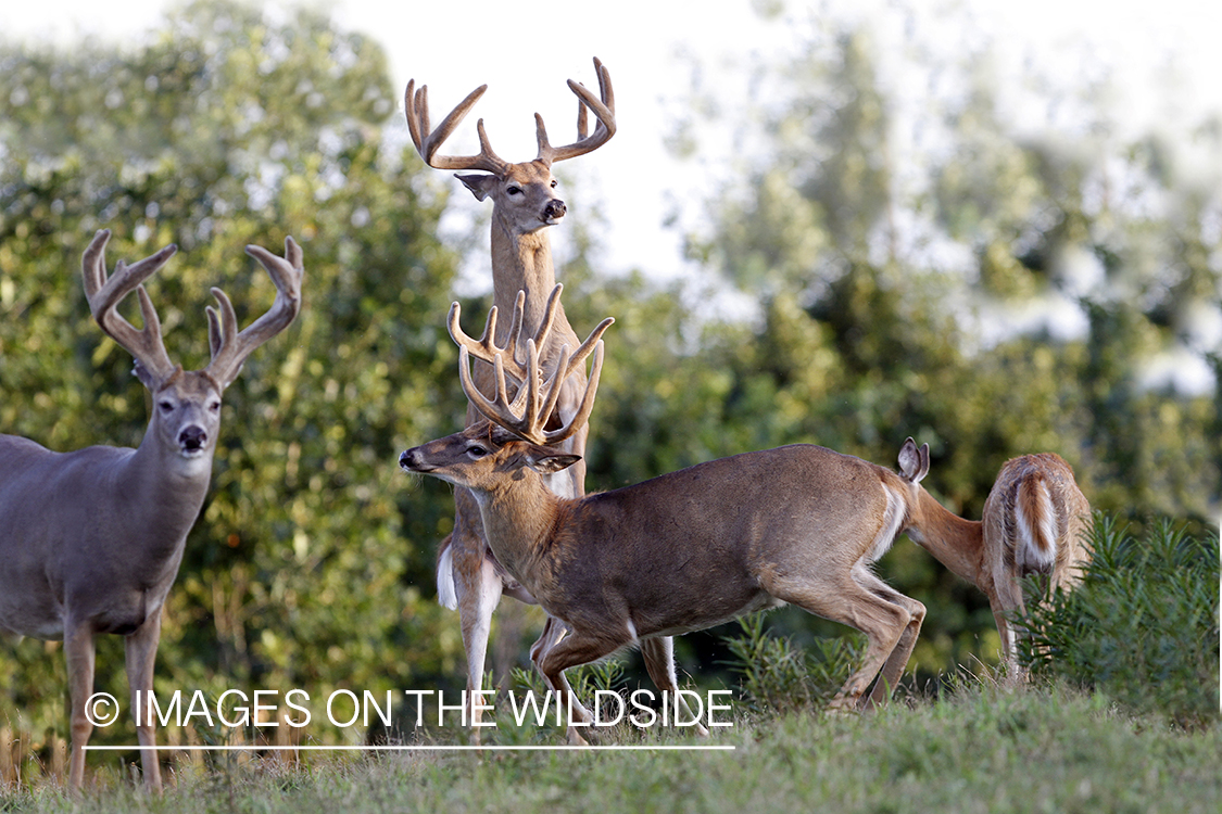 White-tailed bucks fighting. 