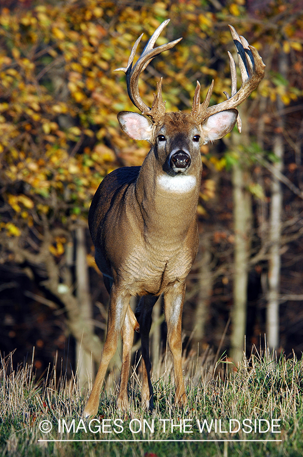 White-tailed buck in habitat. 