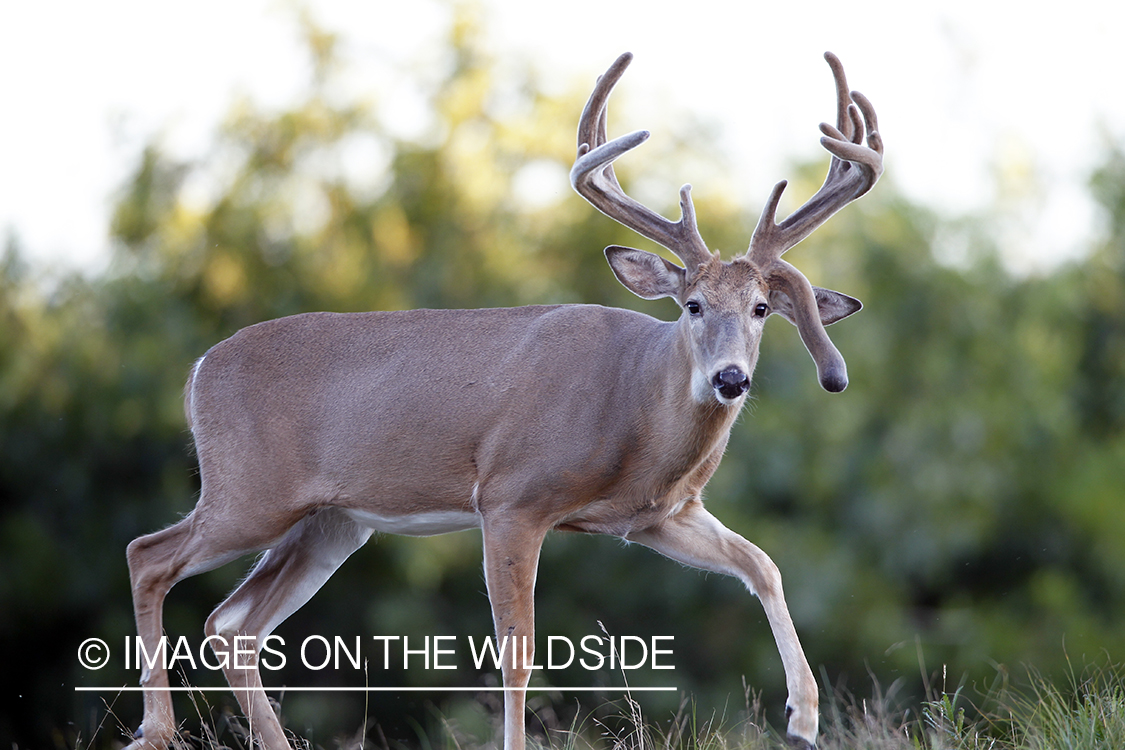 White-tailed buck in velvet.  