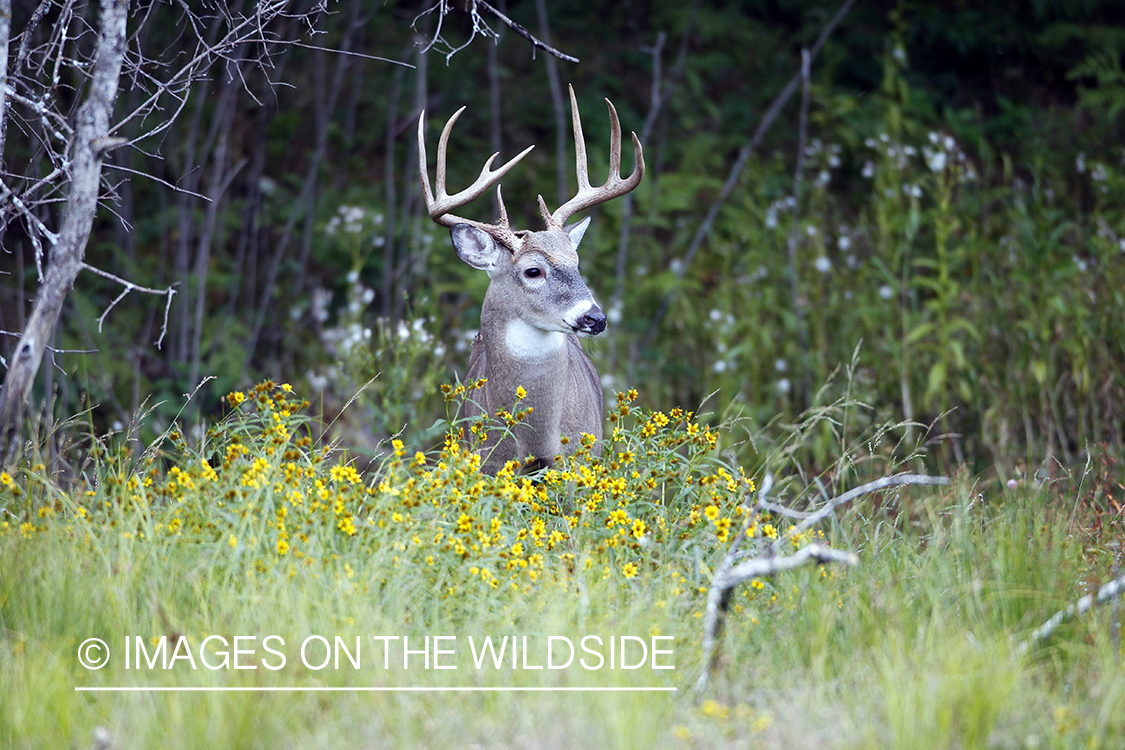 White-tailed buck in habitat.  