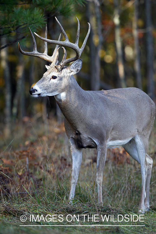 White-tailed buck in habitat. 