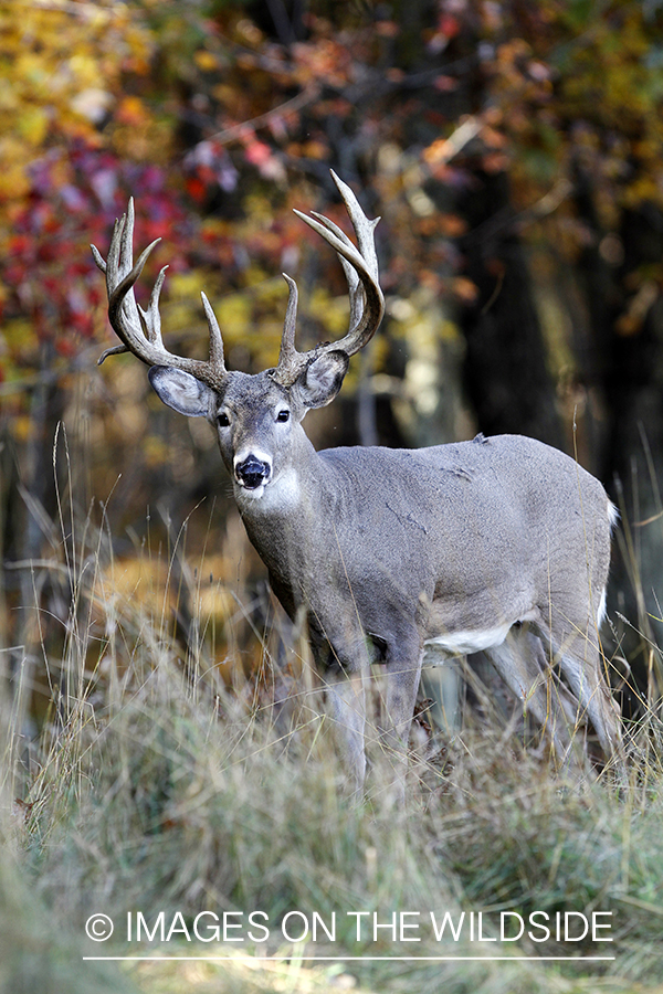 White-tailed buck in habitat. 