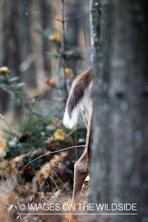 Tail of white-tailed deer. 