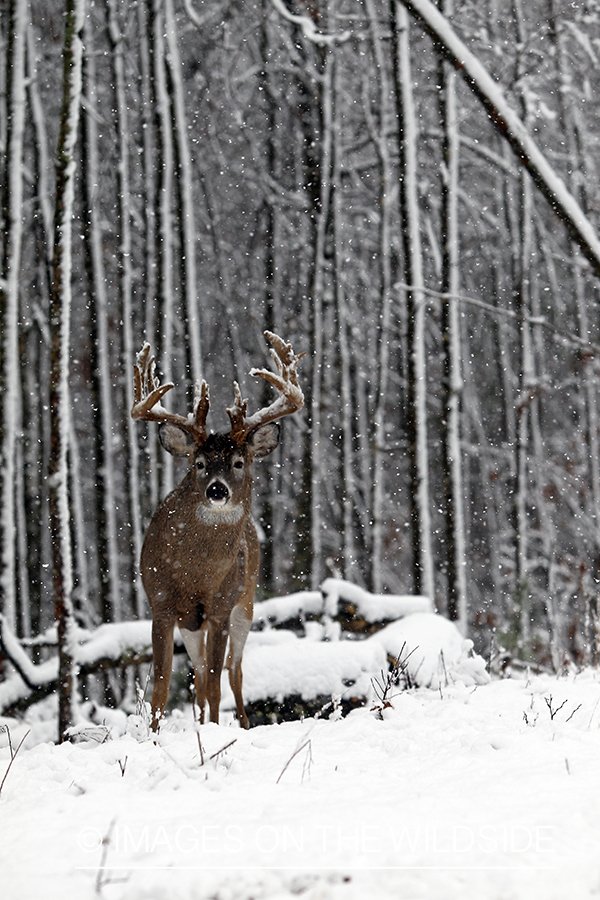 White-tailed buck in winter.  