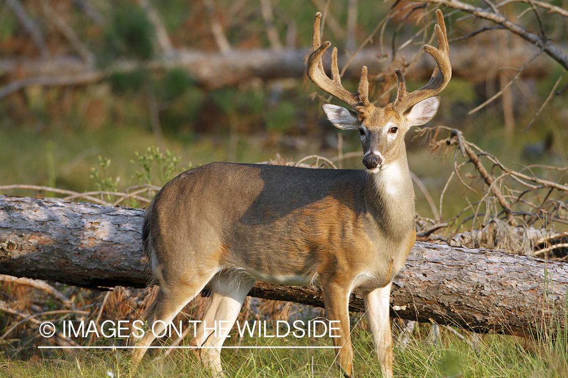 White-tailed buck in habitat.