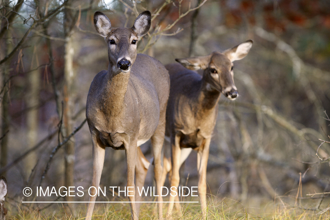 White-tailed does in habitat.