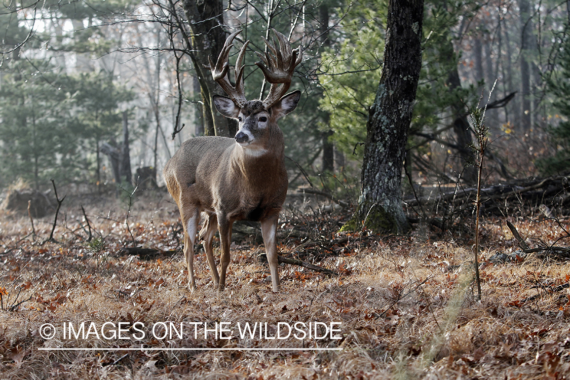 White-tailed buck in habitat.