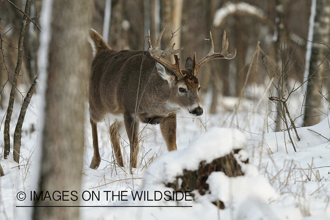 White-tailed buck in winter habitat.