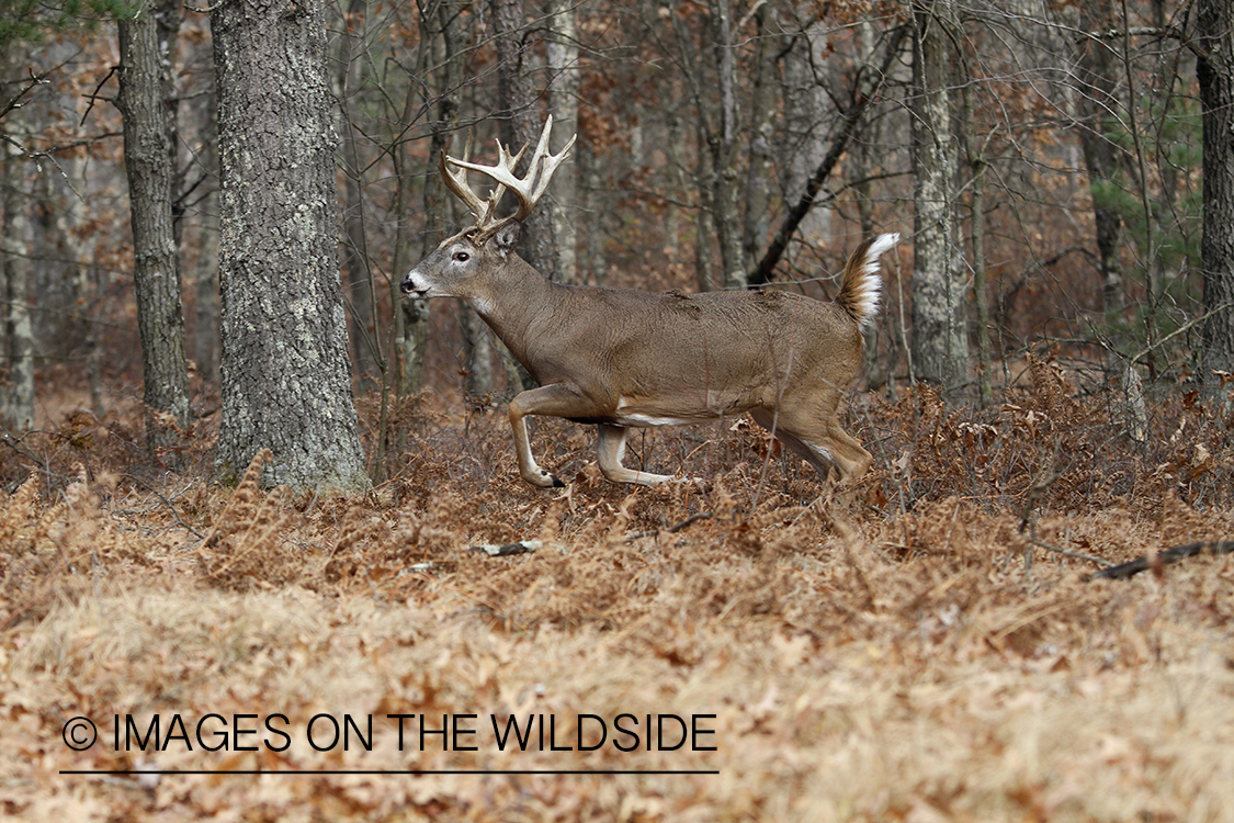 White-tailed buck fleeing.