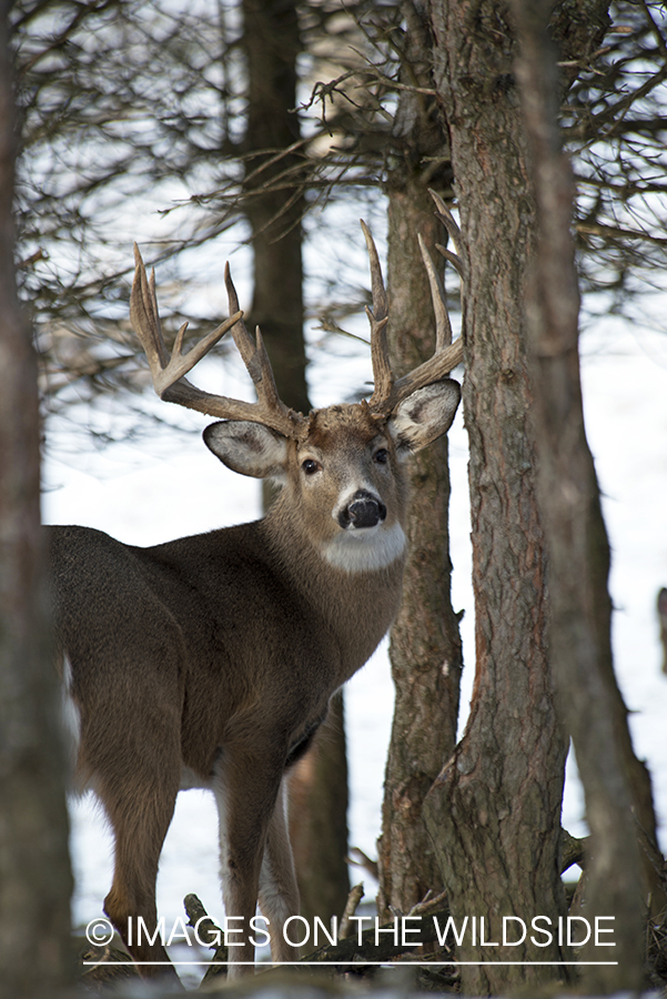 White-tailed buck in habitat.