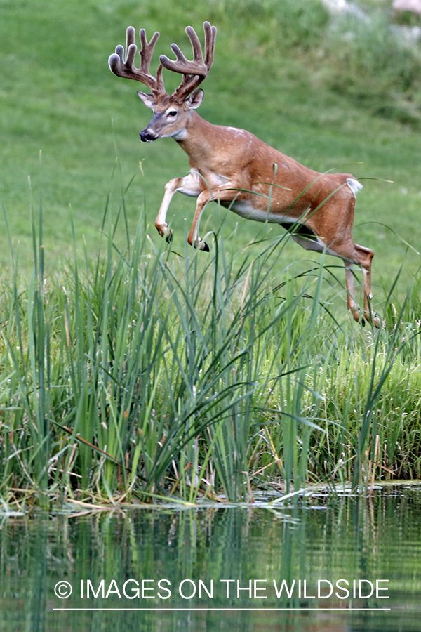 White-tailed buck in habitat.